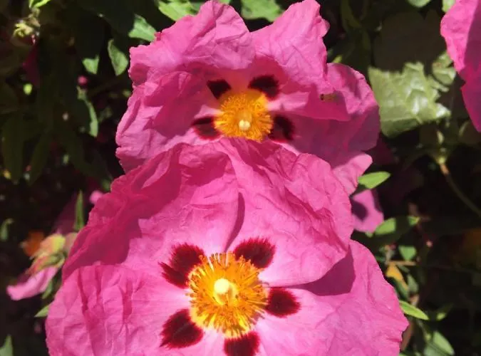 Clos Remy 3* Precy-sur-Oise